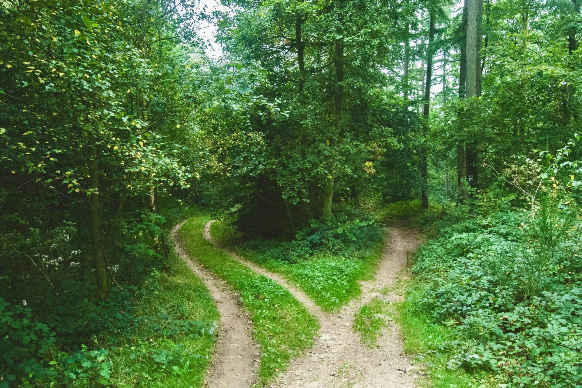 Two forest paths