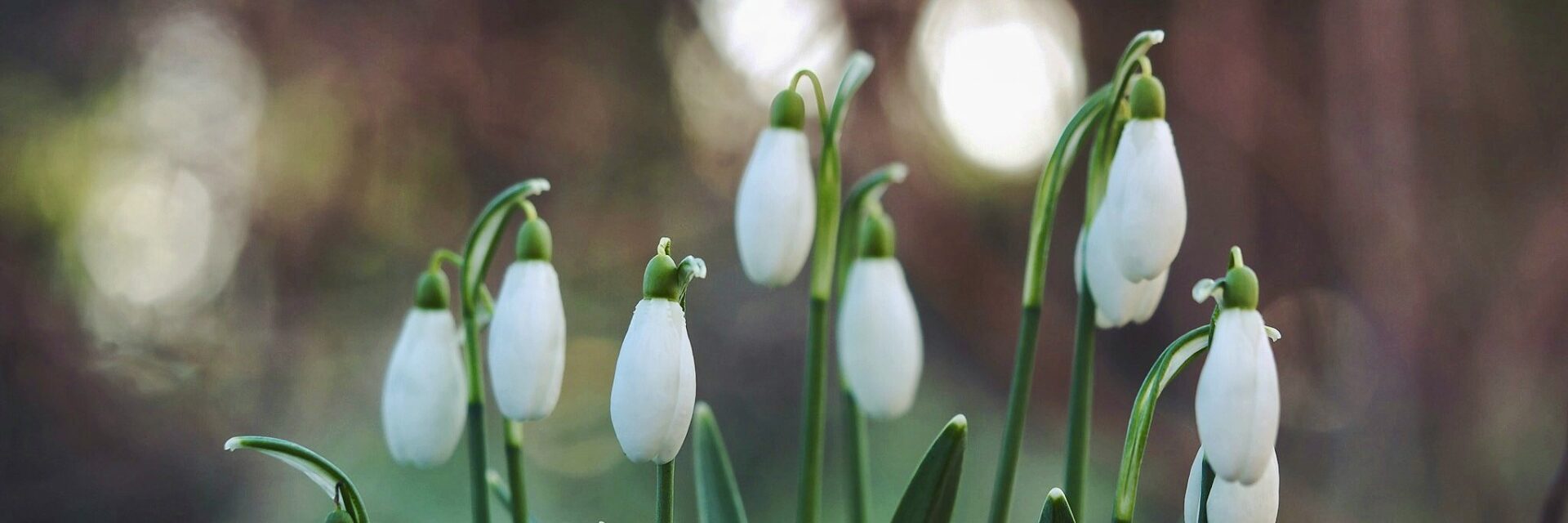Snow drop flowers