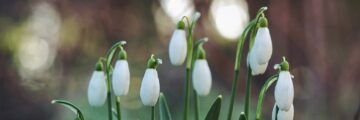 Snow drop flowers