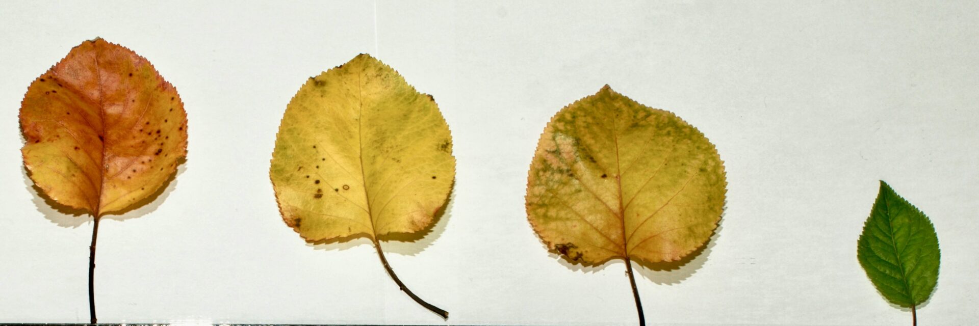 Four leaves getting older