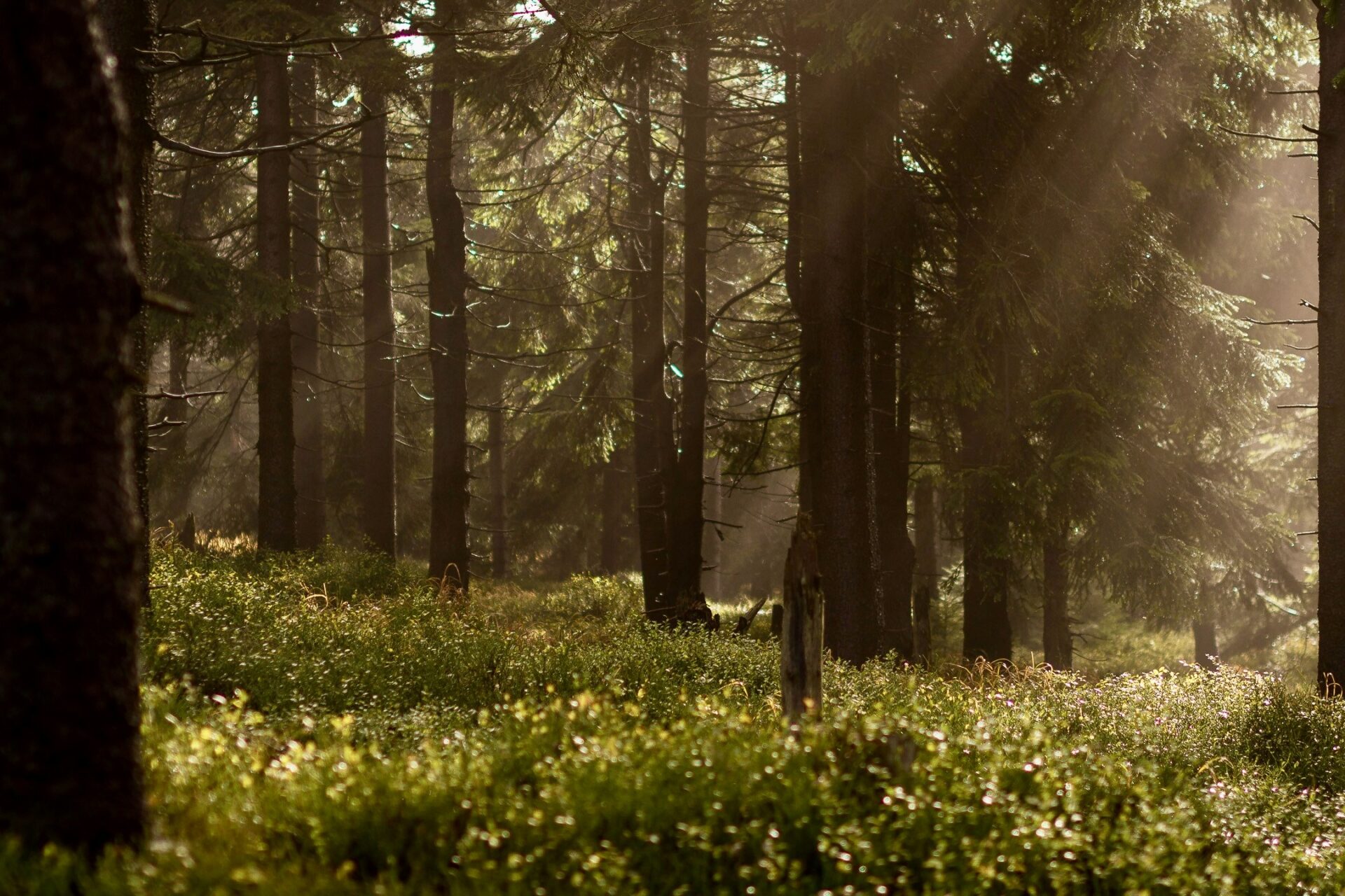 Lukasz szmigiel 2ShvY8Lf6l0 unsplash.jpg