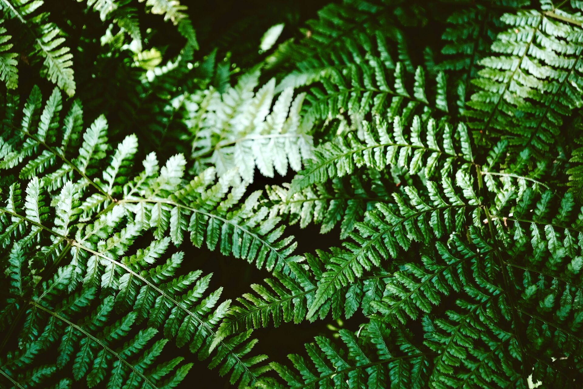 Ferns in forest
