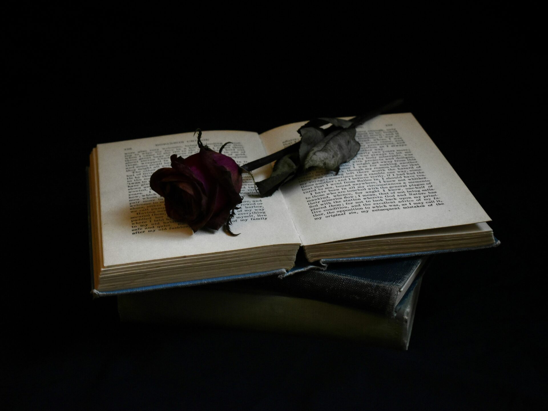 Rose sitting on book