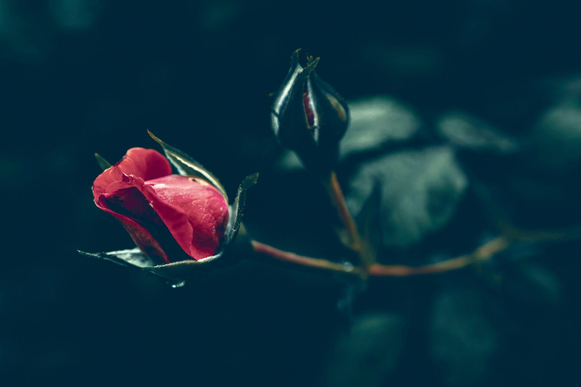 Single red rose